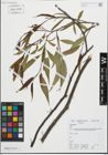 Foto von Salix fragilis L.